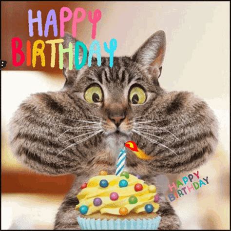 birthday gifs|Happy Birthday GIFs